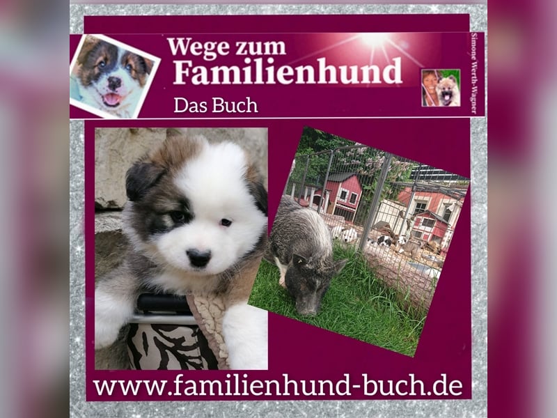 Welpe, Hund, Mischling, Rasse - Erziehung zum Familienhund - einfach gemacht