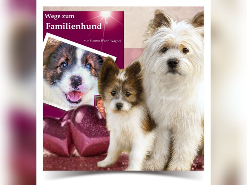Welpe, Hund, Mischling, Rasse - Erziehung zum Familienhund - einfach gemacht