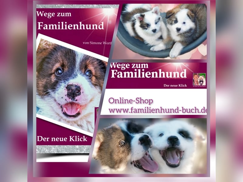 Welpe, Hund, Mischling, Rasse - Erziehung zum Familienhund - einfach gemacht