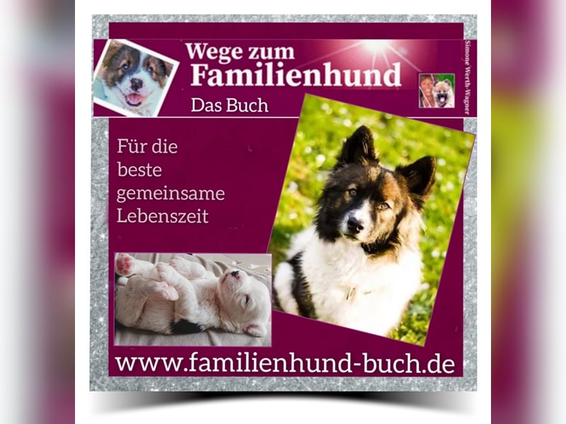 Welpe, Hund, Mischling, Rasse - Erziehung zum Familienhund - einfach gemacht