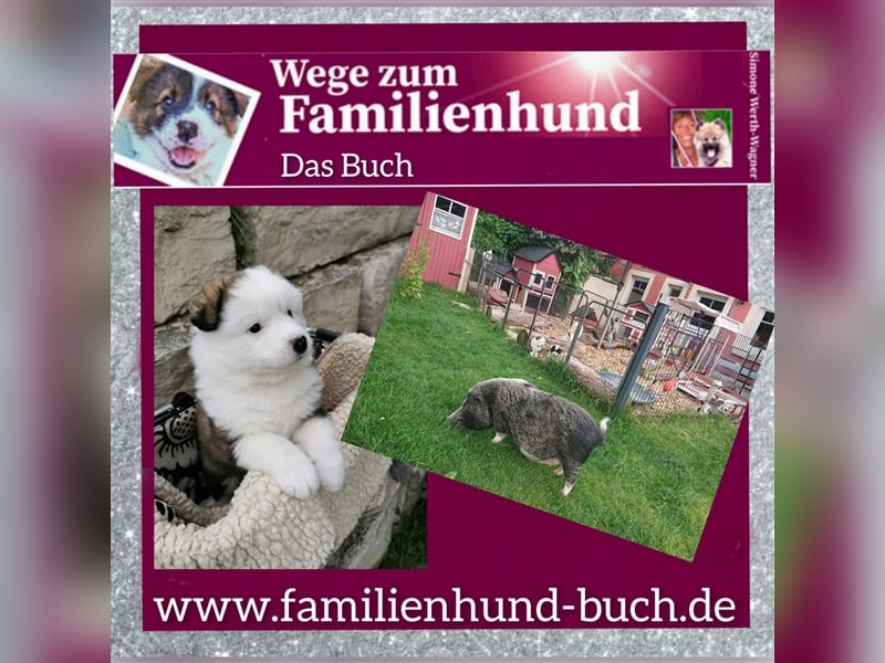 Welpe, Hund, Mischling, Rasse - Erziehung zum Familienhund - einfach gemacht