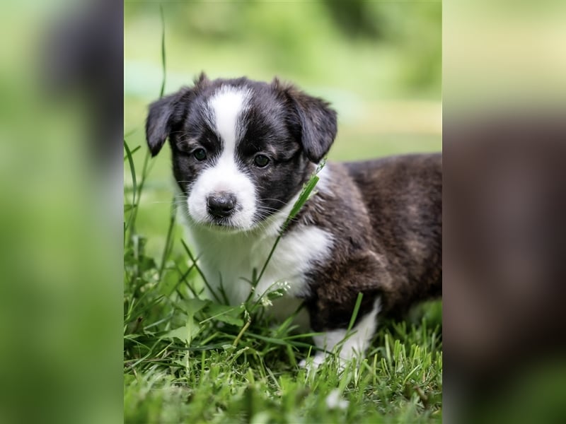 Welsh Corgi Cardigan Welpen