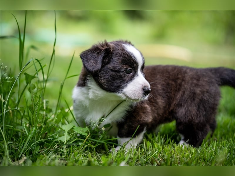Welsh Corgi Cardigan Welpen