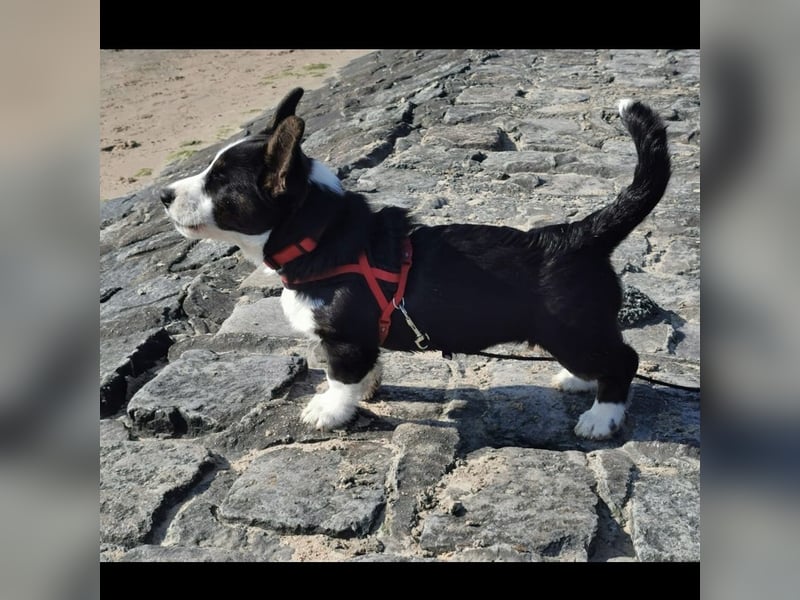 Welsh Corgi Cardigan Welpen