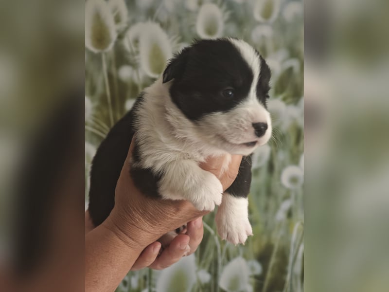 Welsh Corgi Cardigan Welpen