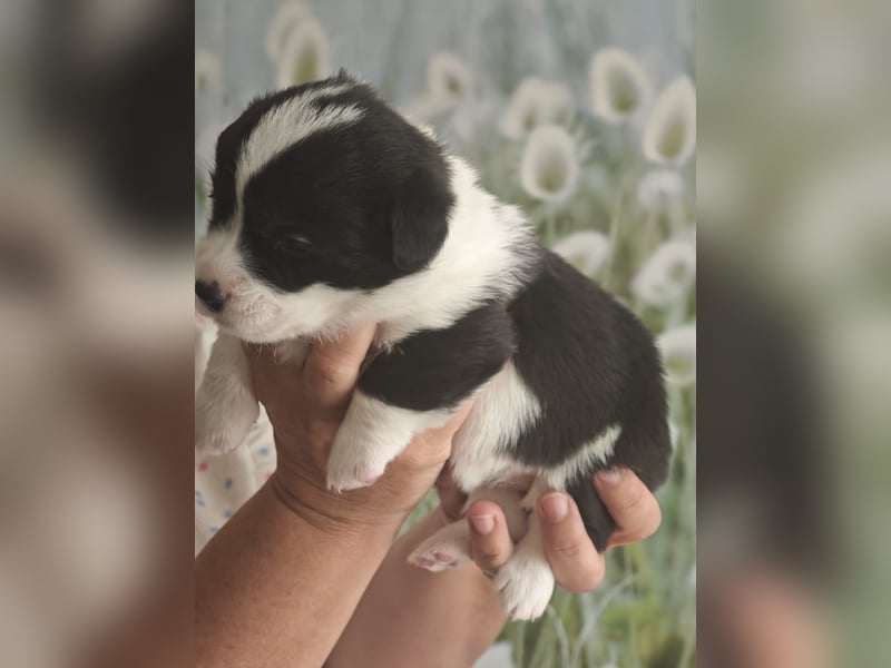 Welsh Corgi Cardigan Welpen