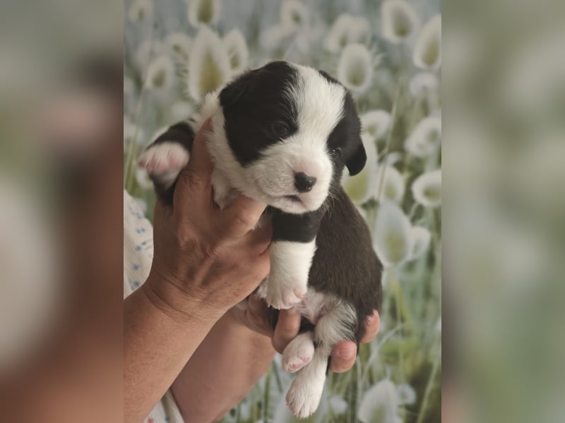 Welsh Corgi Cardigan Welpen