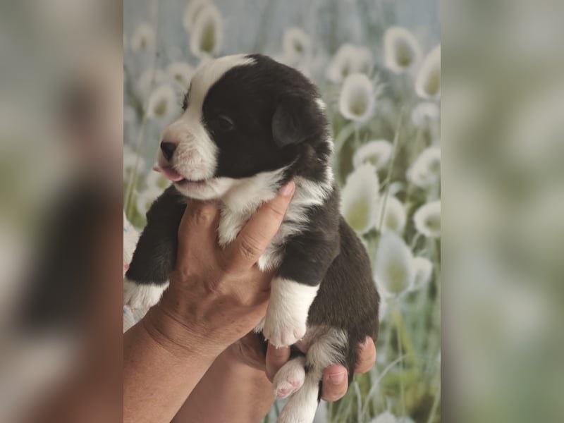 Welsh Corgi Cardigan Welpen