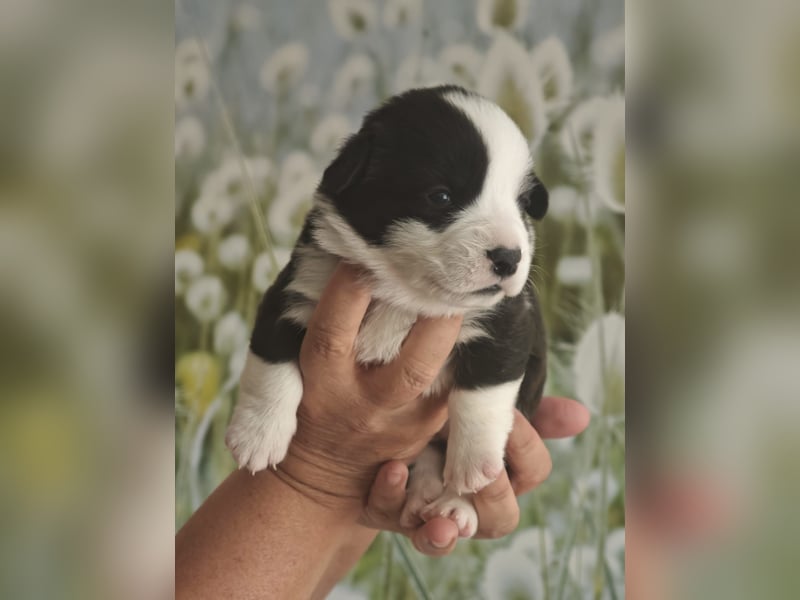 Welsh Corgi Cardigan Welpen
