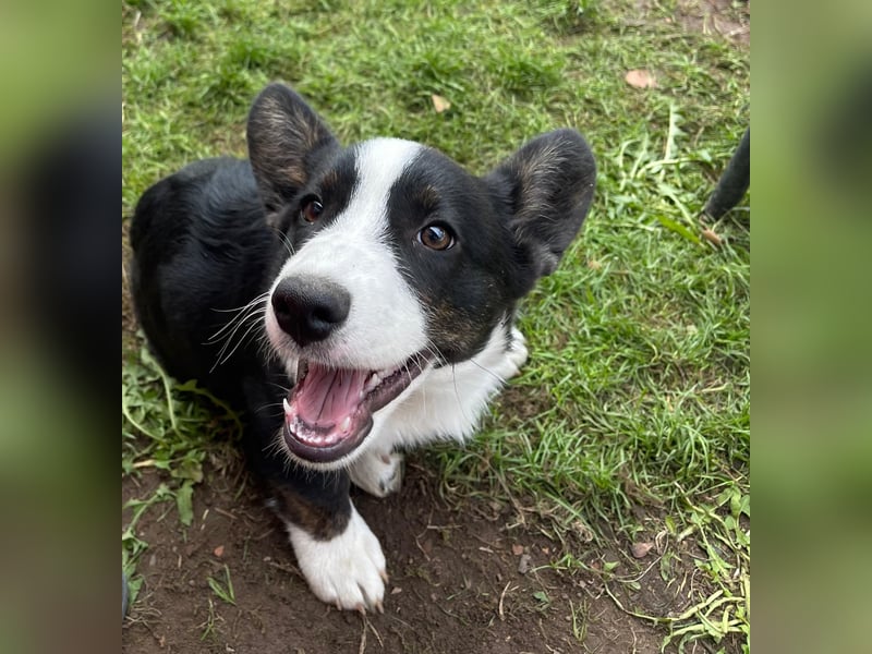 Welsh Corgi Cardigan Welpen