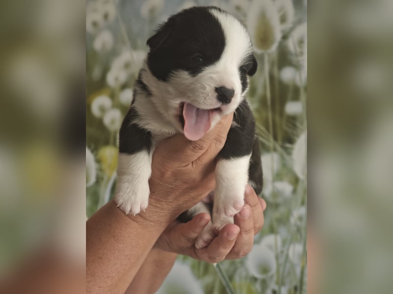 Welsh Corgi Cardigan Welpen