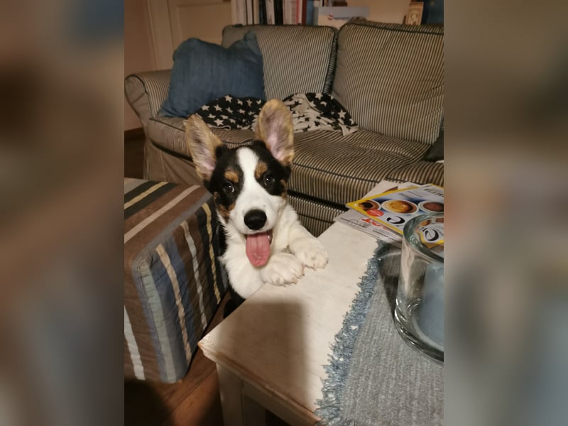 Welsh Corgi Cardigan Welpen