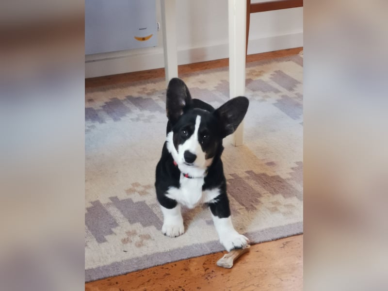 Welsh Corgi Cardigan Welpen