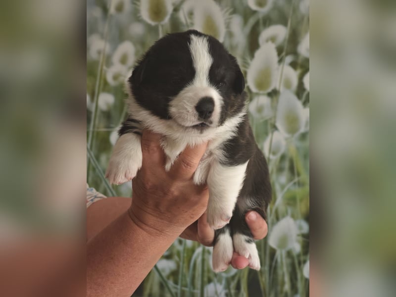 Welsh Corgi Cardigan Welpen