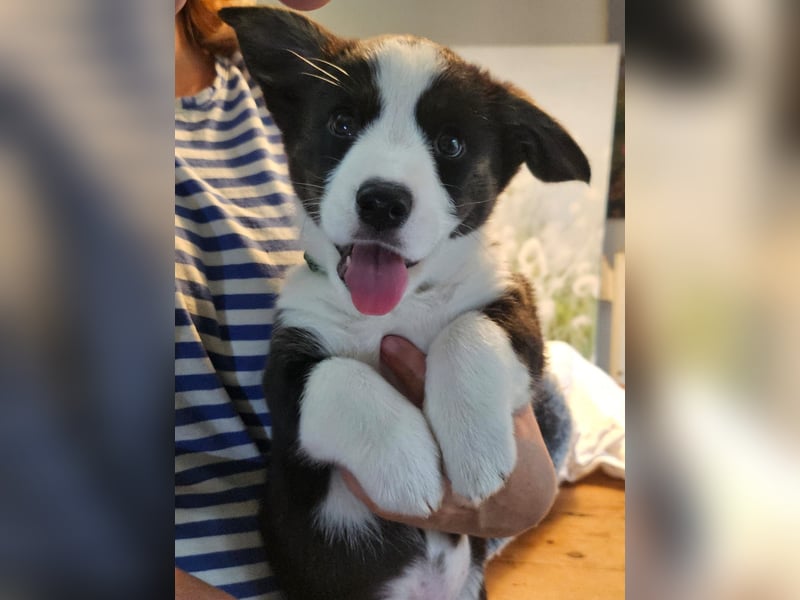 Welsh Corgi Cardigan Welpen