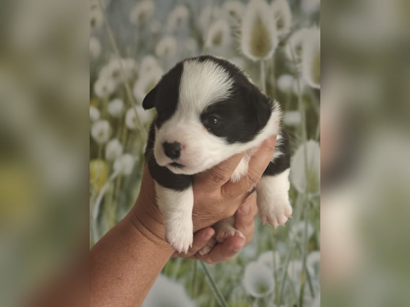Welsh Corgi Cardigan Welpen
