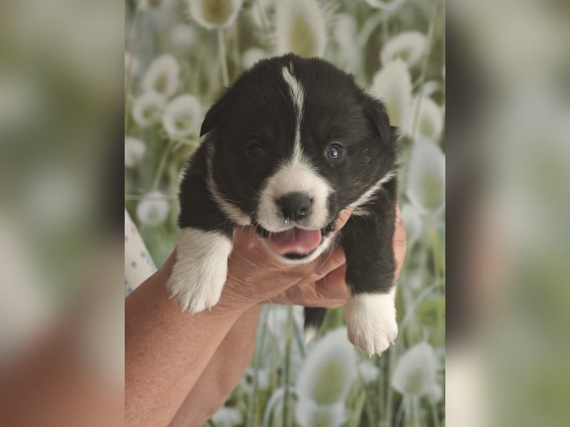 Welsh Corgi Cardigan Welpen