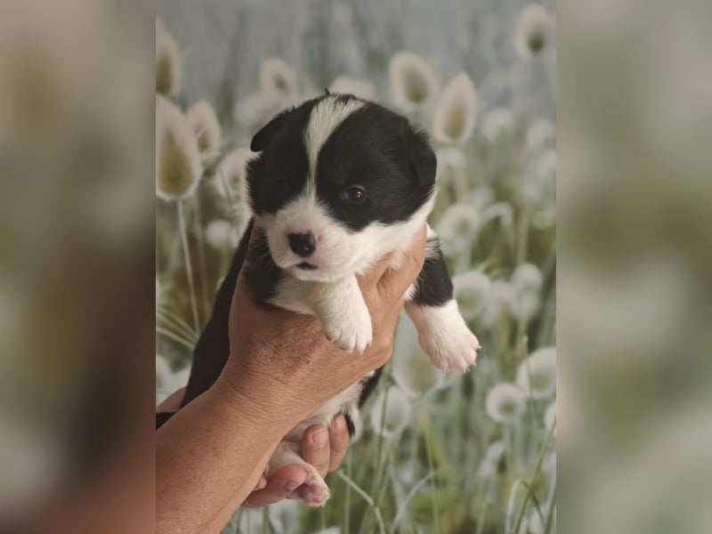 Welsh Corgi Cardigan Welpen