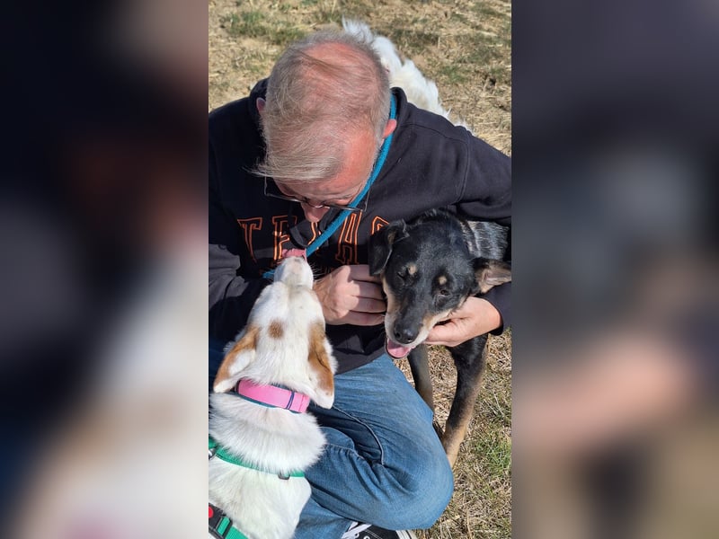 Corgi Mischlings-Rüde Peppi (Strolch) sucht sein Glück