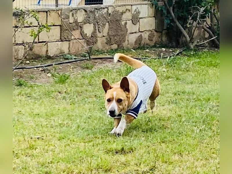 Aaron, der Corgi-Basenji-Mix, verlor sein Zuhause und sucht jetzt wieder seine Lieblingsmenschen