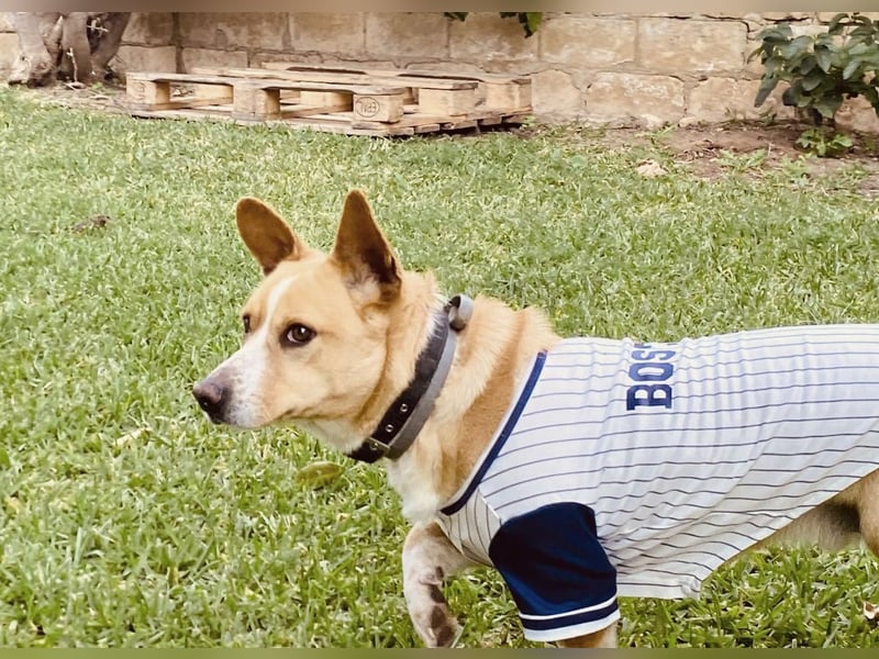 Aaron, der Corgi-Basenji-Mix, verlor sein Zuhause und sucht jetzt wieder seine Lieblingsmenschen