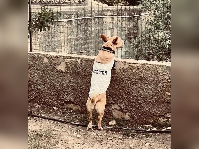 Aaron, der Corgi-Basenji-Mix, verlor sein Zuhause und sucht jetzt wieder seine Lieblingsmenschen