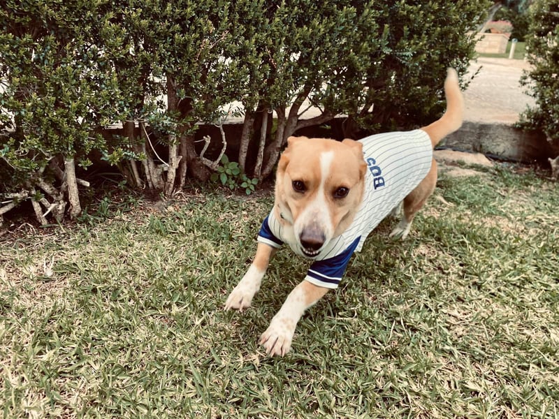 Aaron, der Corgi-Basenji-Mix, verlor sein Zuhause und sucht jetzt wieder seine Lieblingsmenschen