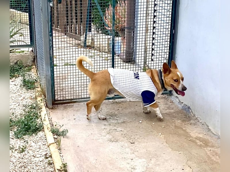 Aaron, der Corgi-Basenji-Mix, verlor sein Zuhause und sucht jetzt wieder seine Lieblingsmenschen