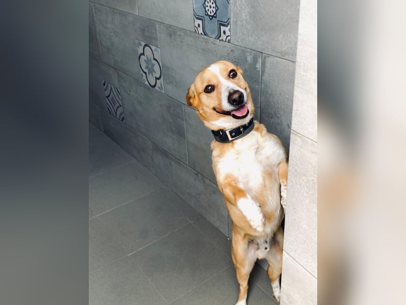 Aaron, der Corgi-Basenji-Mix, verlor sein Zuhause und sucht jetzt wieder seine Lieblingsmenschen