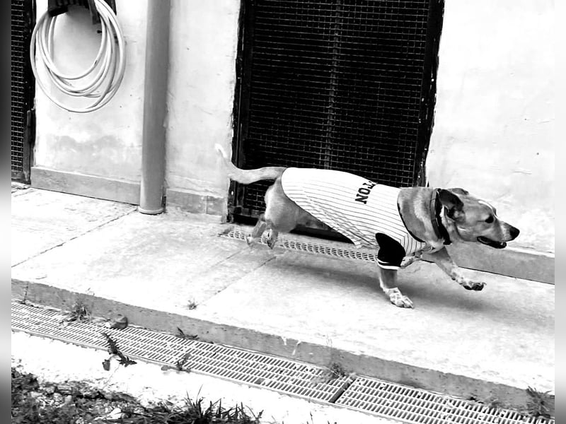 Aaron, der Corgi-Basenji-Mix, verlor sein Zuhause und sucht jetzt wieder seine Lieblingsmenschen