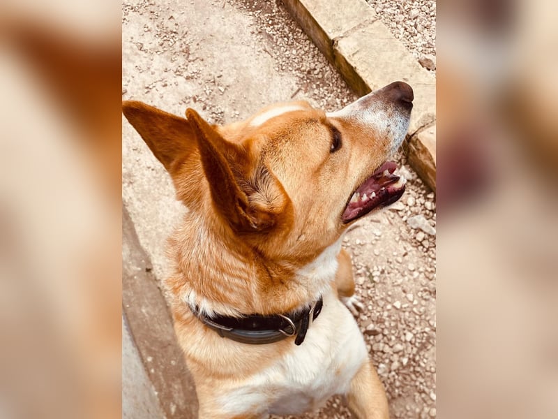 Aaron, der Corgi-Basenji-Mix, verlor sein Zuhause und sucht jetzt wieder seine Lieblingsmenschen