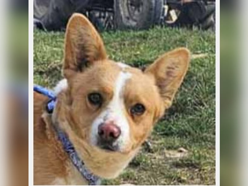 Welsh Corgie Mix Happy 35cm geb. 11/2023 ist ein fröhlicher Familienhund