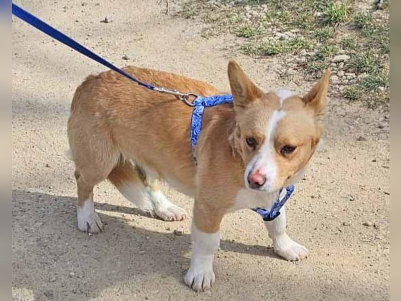 Welsh Corgie Mix Happy 35cm geb. 11/2023 ist ein fröhlicher Familienhund