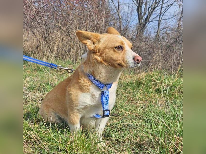 Welsh Corgie Mix Happy 35cm geb. 11/2023 ist ein fröhlicher Familienhund