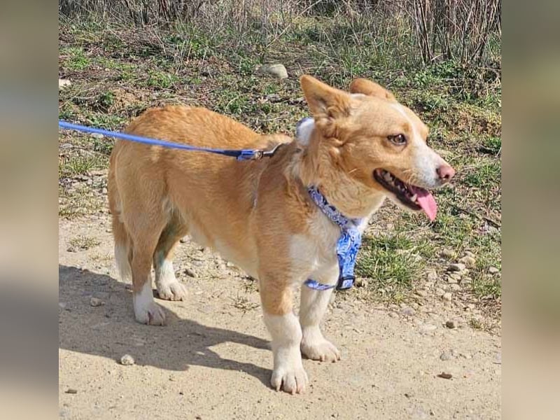 Welsh Corgie Mix Happy 35cm geb. 11/2023 ist ein fröhlicher Familienhund