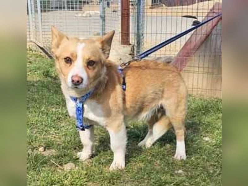 Welsh Corgie Mix Happy 35cm geb. 11/2023 ist ein fröhlicher Familienhund