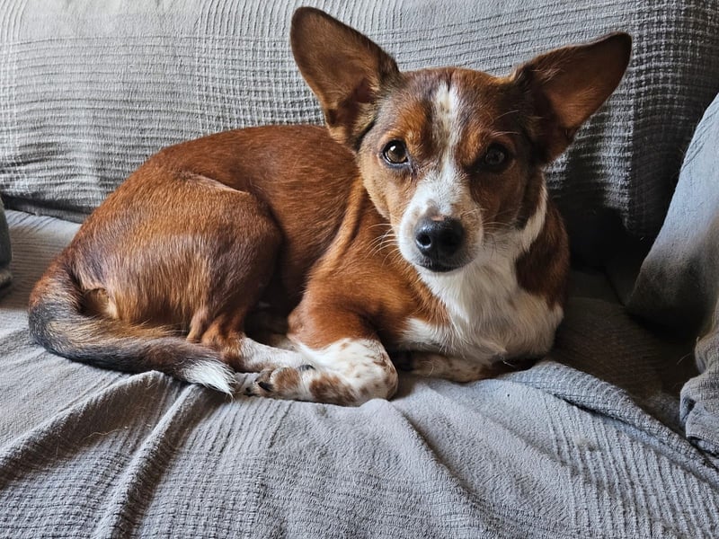 witziger, kleiner Kerl "Percy"