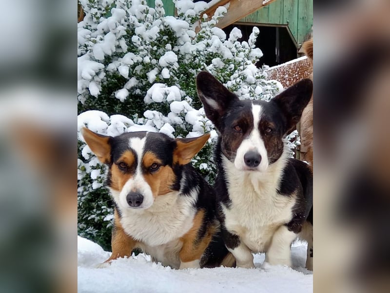 Welsh Corgi Cardigan