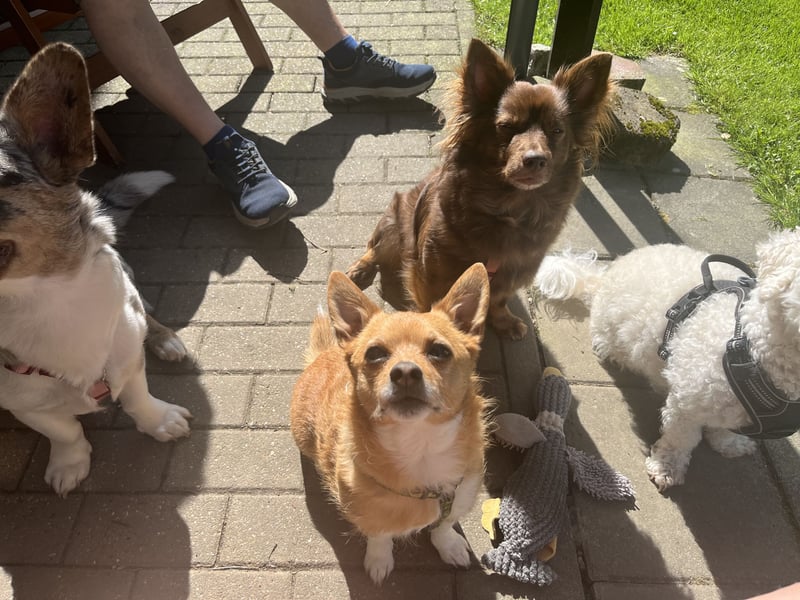 Corgi Dame