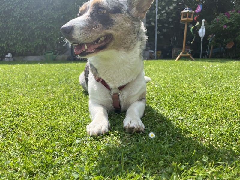 Corgi Dame