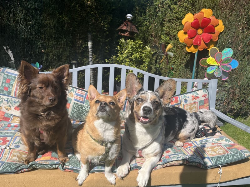 Corgi Dame