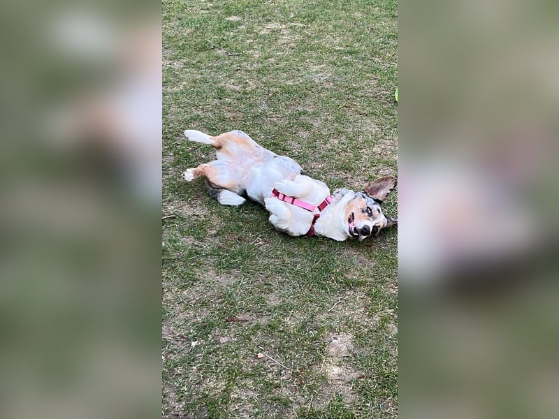 Corgi Dame