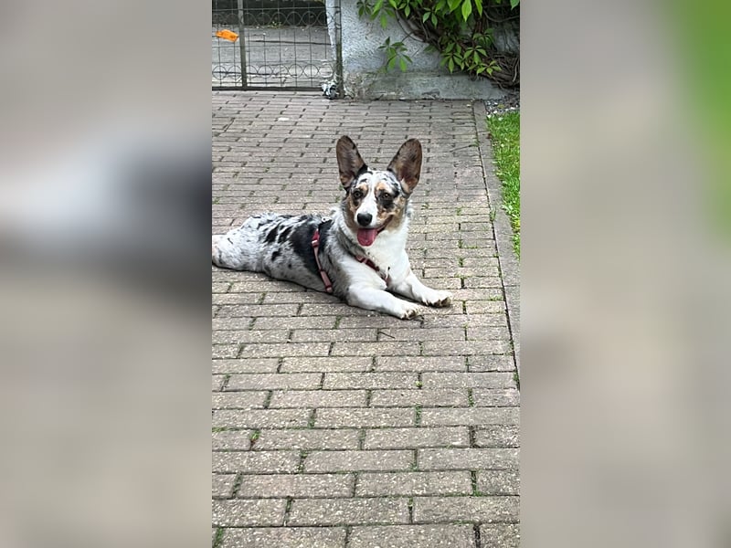 Corgi Dame
