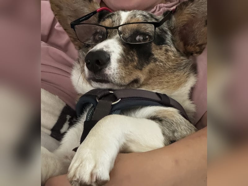 Corgi Dame