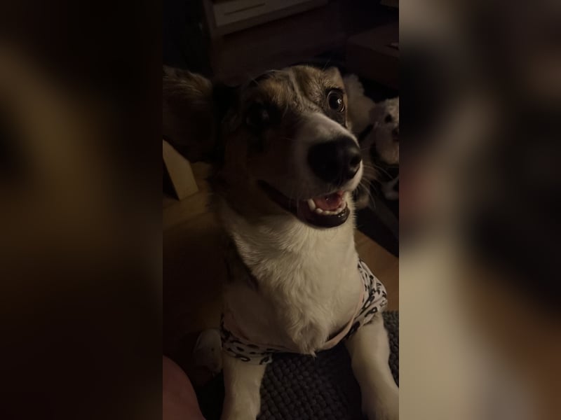 Corgi Dame