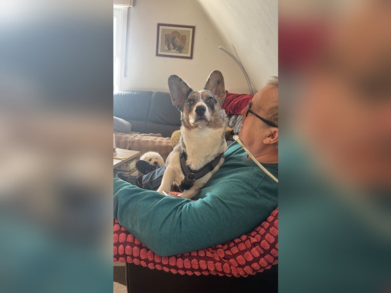 Corgi Dame