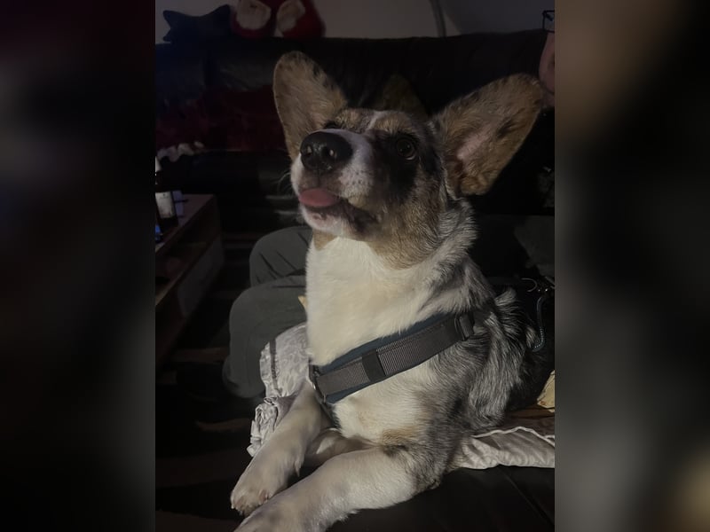Corgi Dame