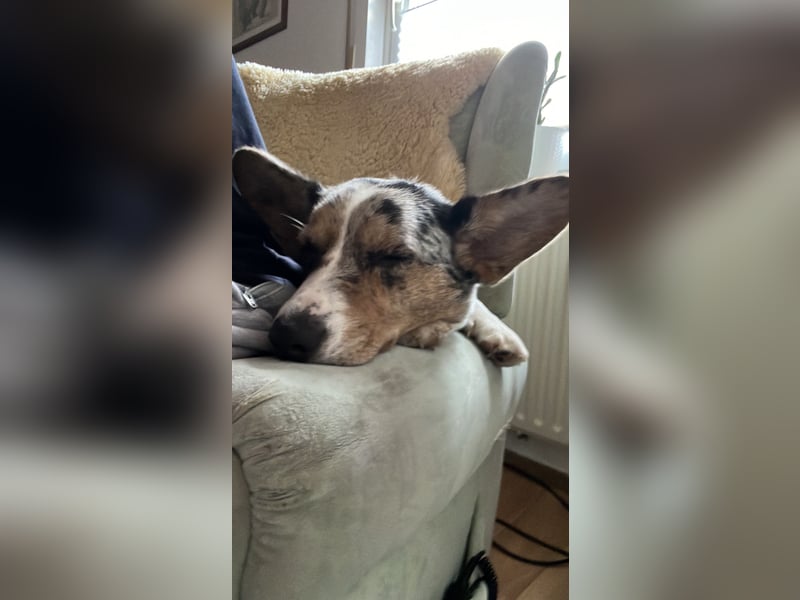 Corgi Dame
