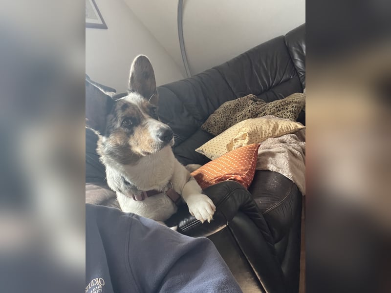 Corgi Dame