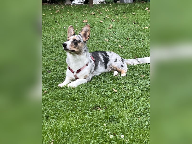 Corgi Dame